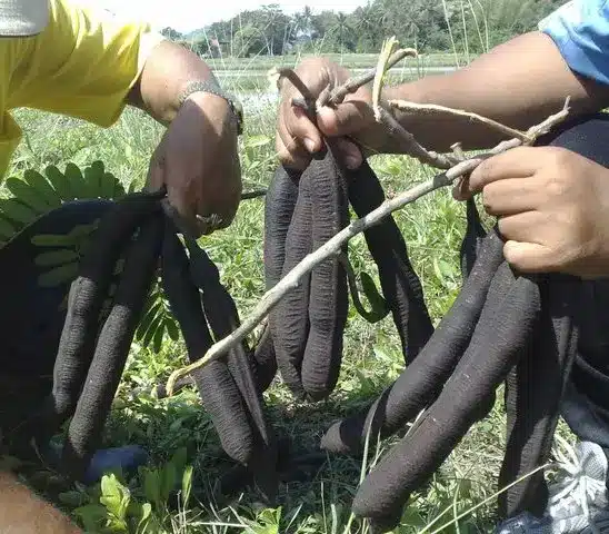 MINYAK KOTE MAMAK 2 BUAH KOTE MAMAK